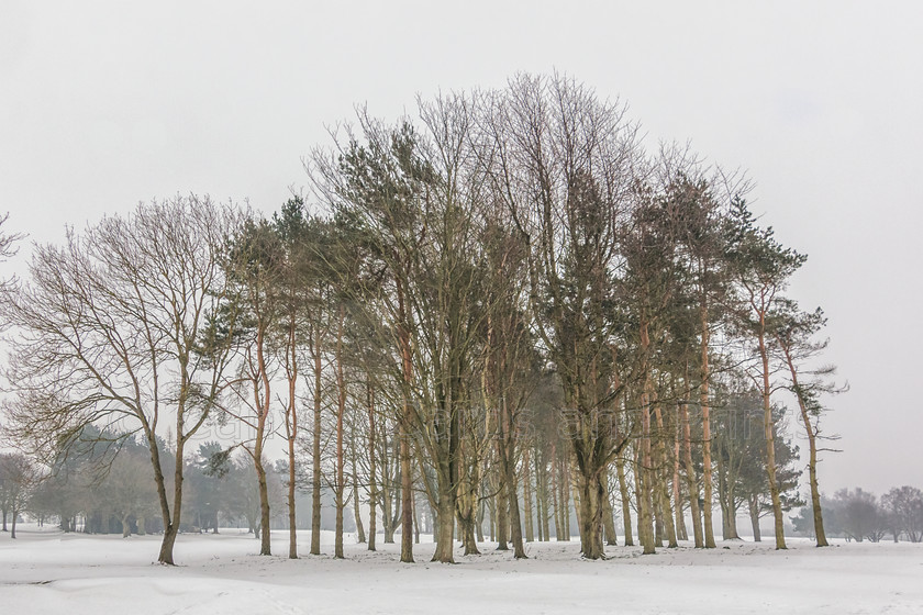 Silver-Birch-Copse-in-Winter-5382 
 Keywords: 2018, Colin Morgan Photography, Copse, FB, Golf Course, March, Ponteland, Silver Birch, Snow, Trees, Winter