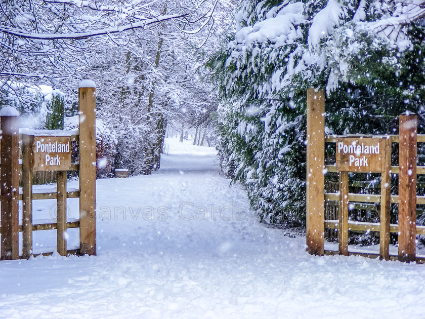 Ponteland-Park-Gates-in-the-Snow2254 
 Keywords: 2010, 2013, Diamond Inn, Flowers, Park Gates, Pont, Ponteland, Ponteland Collection, River, Snow